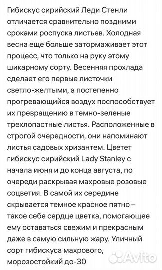Гибискус китайская роза