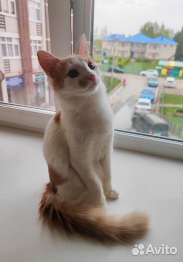 Котенок мальчик ищет дом