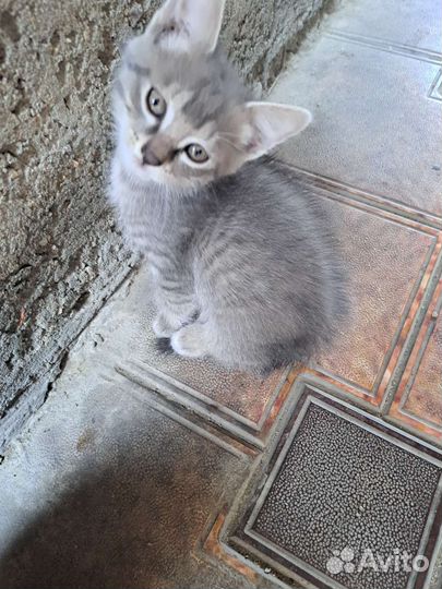 Котята бесплатно