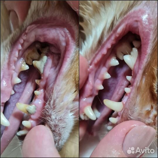 Ультразвуковая чистка зубов животным