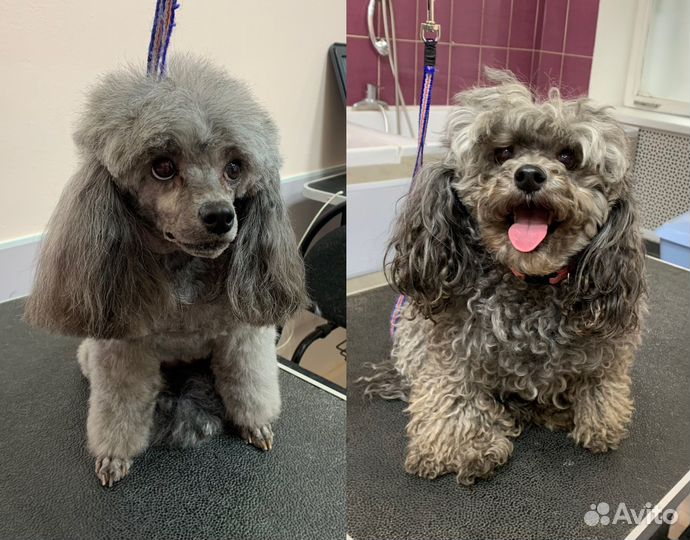 Стрижка собак