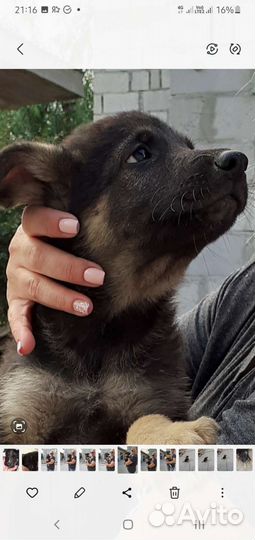 Малыш 2 мес. в добрые ручки