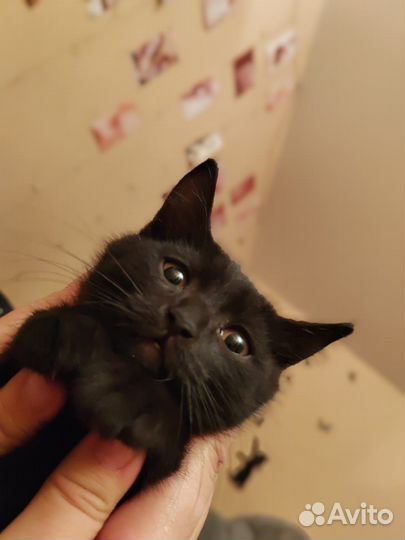 Котята