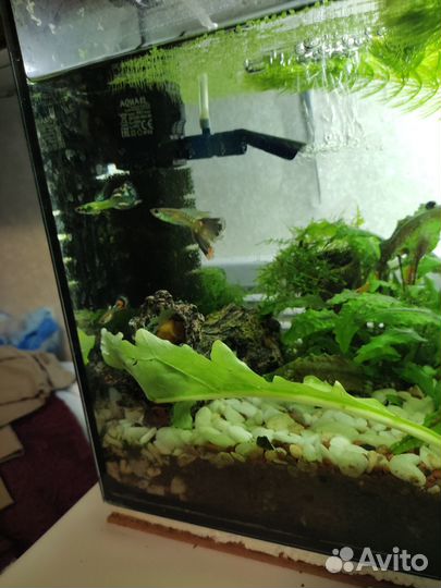 Рыбки Гуппи