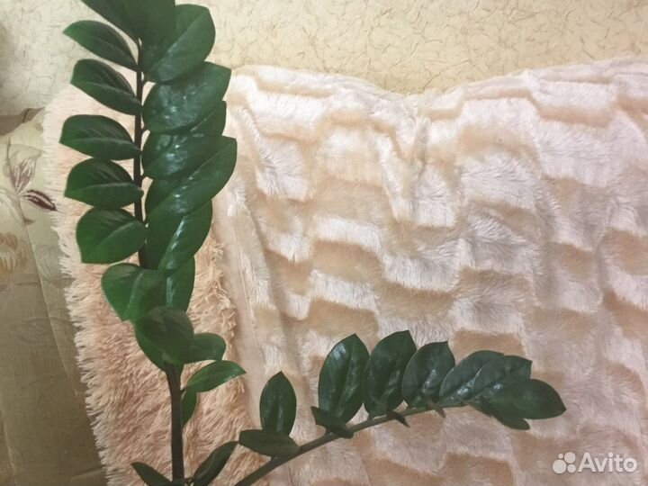 Замиокулькас,аглаонема,сингониум