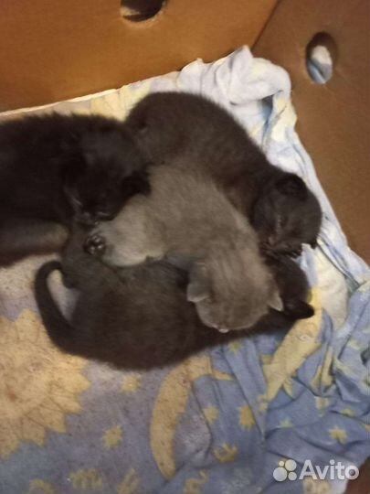 Котята в добрые руки