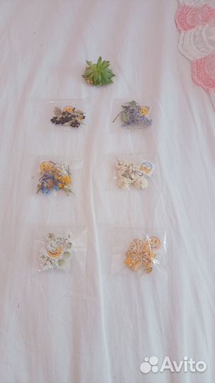 Сухоцветы для творчества