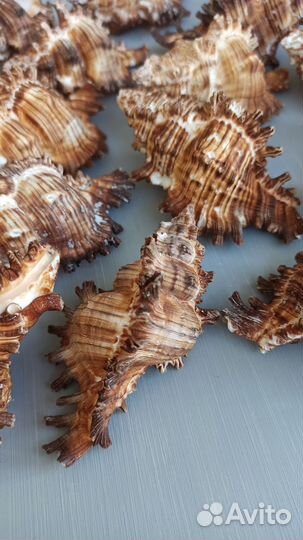 Ракушки мурекс 9-11 см