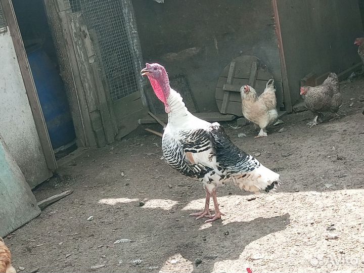 Индюки на племя