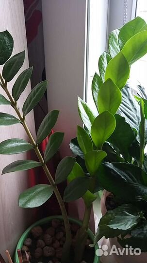 Замиокулькас