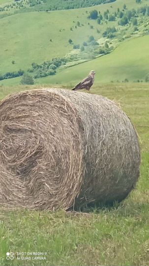 Участок 100 сот. (СНТ, ДНП)