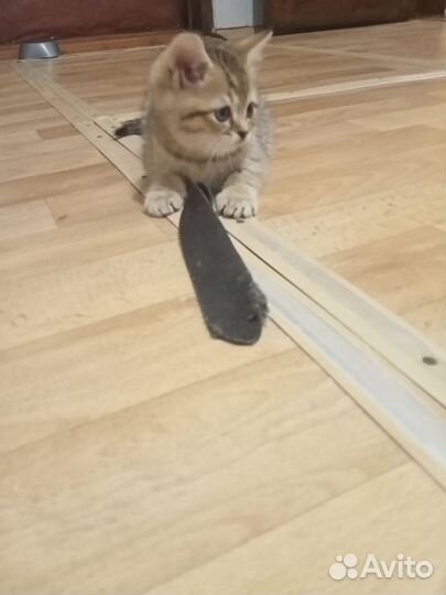 Кошка в дар