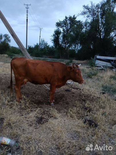 Корова дойная