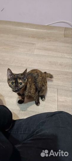 Курильский бобтейл помесь