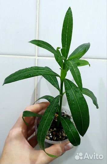 Гардения, олеандр, жасмин, сциндаптус, Филоденрон