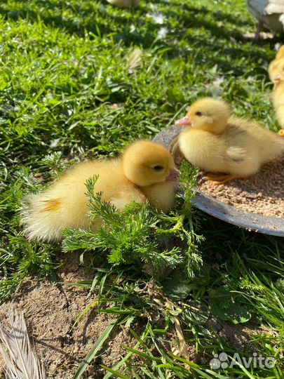 Утята индоутки, кролики