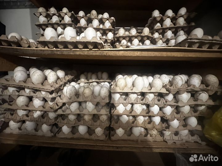 Инкубационное яйцо Гусей Линда