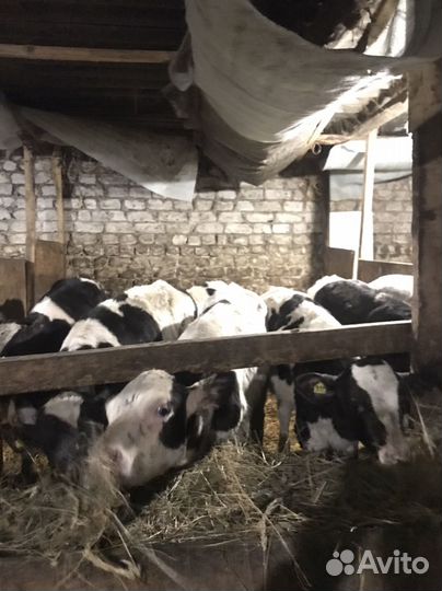 Бычки телята