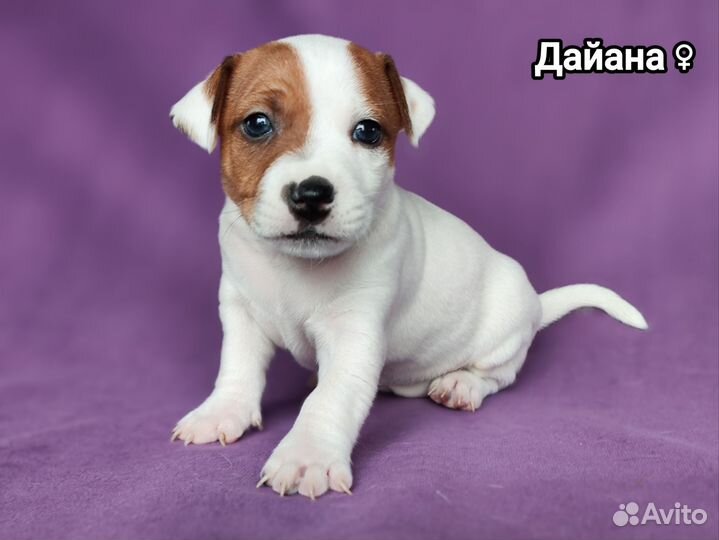 Щенки джек рассел терьер
