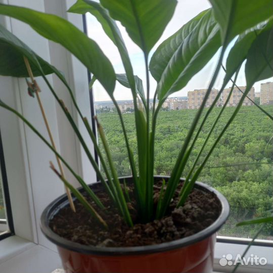 Мона лавендер,земфирантес,спатифилум