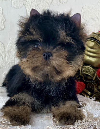 Йоркширский терьер бебифэйс