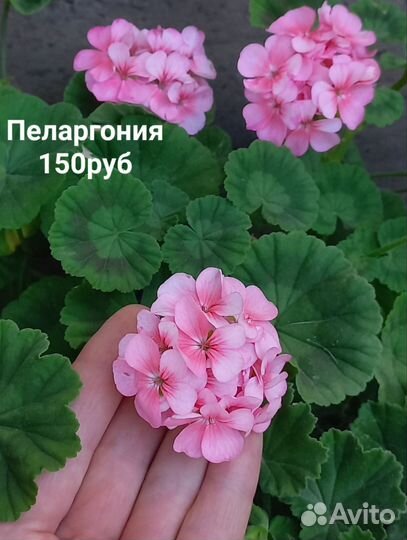Пеларгония Герань