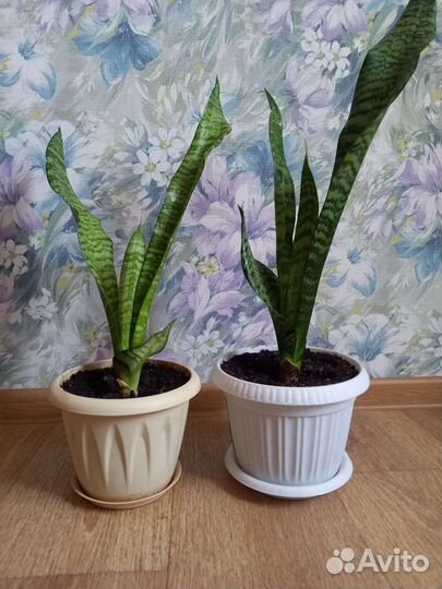 Сансевиерия