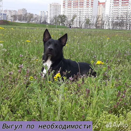 Зооняня на время отъезда хозяев + отчёты