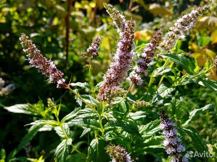 Лекарственные травы: мята, мелисса