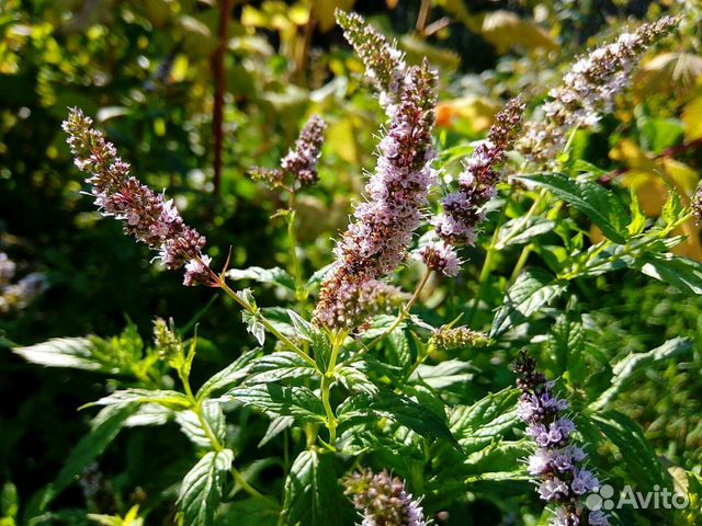 Лекарственные травы: мята, мелисса