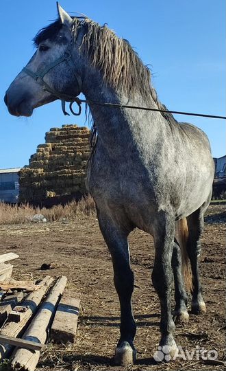 Жеребец Першерон