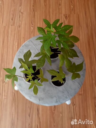 Ипомея батат