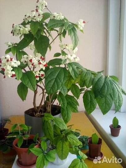 Клеродендрум цветущий и бегония
