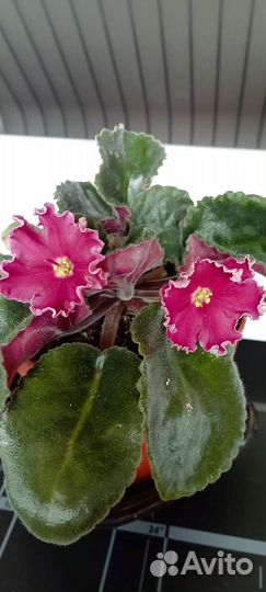 Фиалка сортовая Arcturus