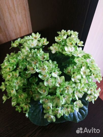 Сортовые фиалки