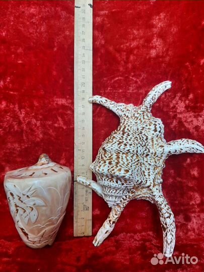 Большие морские раковины