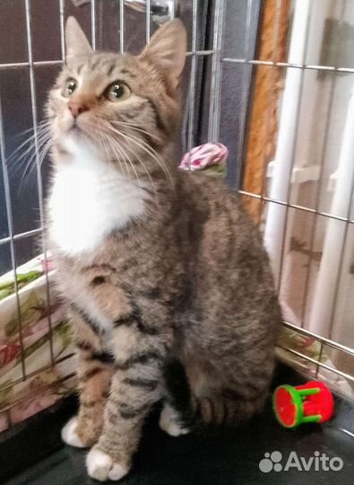 Кошечка- шпротинка-нужен дом