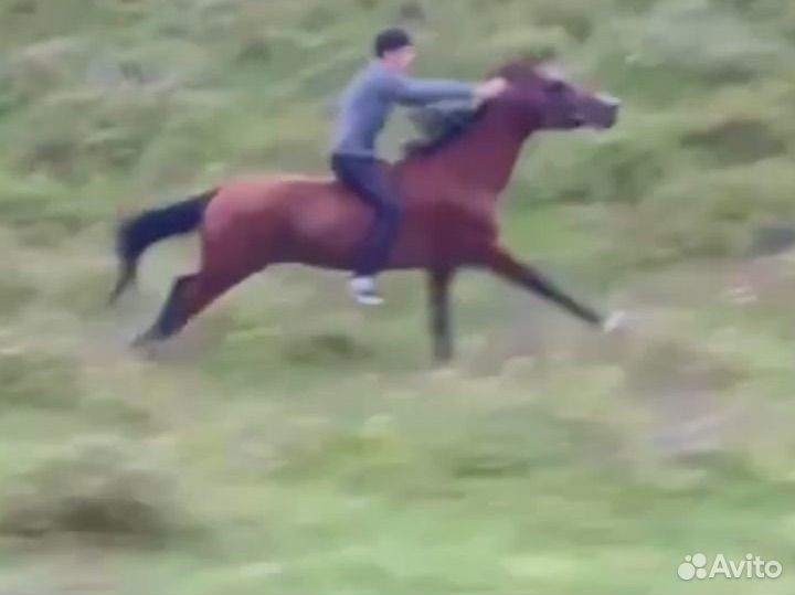 Ахалтекинский жеребец