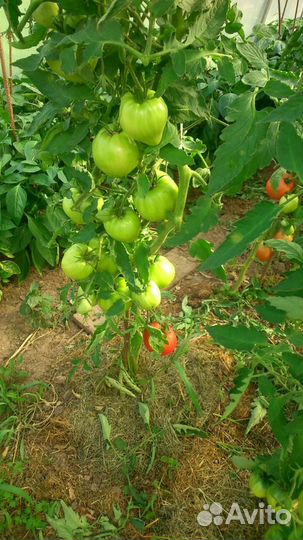 Рассада овощей