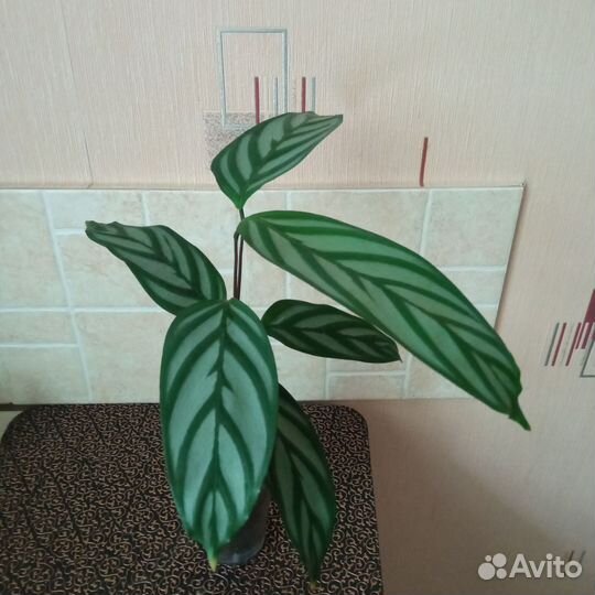 Комнатный цветок