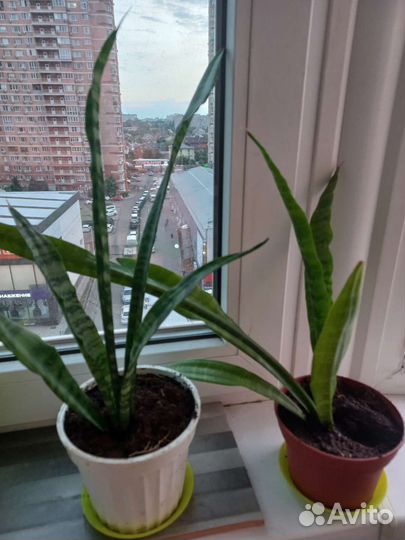 Сансевиерия(тещин язык)