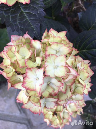 Гортензия крупнолистная саженцы