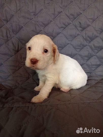 Русский спаниель