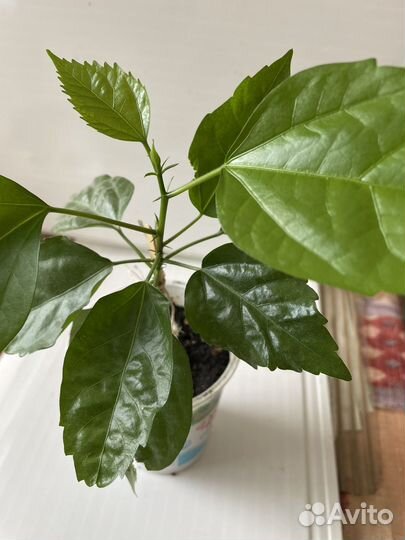 Гибискус, цветущий красными цветами