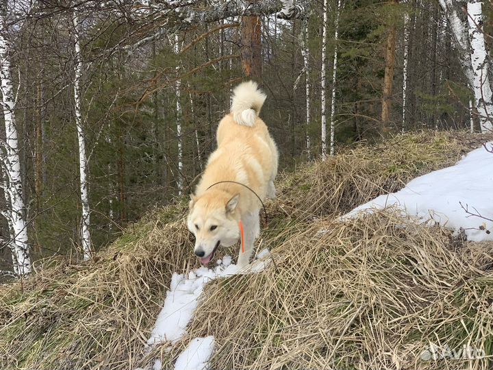 Щенки западно сибирской лайки