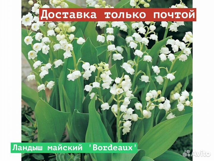 Ландыш майский Bordeaux