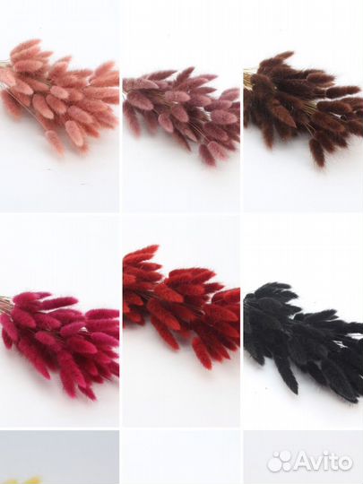 Сухоцветы лагурус