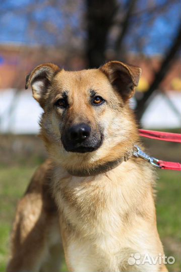 Собака Винки из приюта хочет найти семью