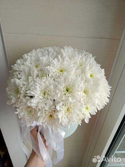 Хризантемы кустовые