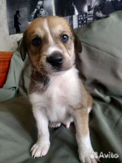 Бесплатно в добрые руки